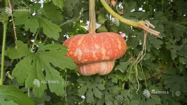 Buzău: Zeci de soiuri de tărtăcuțe cu forme spectaculoase, simboluri ale toamnei și ruralului de odinioară, păstrate de BRGV (GALERIE FOTO)