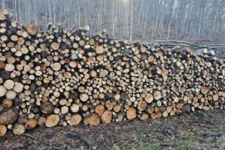Buzău: Direcția Sivică estimează că vinde 31.000 de mc de lemn de foc; cantitatea poate fi suplimentată până la 46.000 de mc