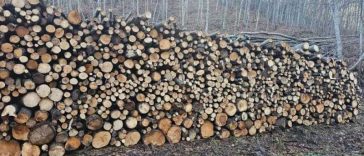 Buzău: Direcția Sivică estimează că vinde 31.000 de mc de lemn de foc; cantitatea poate fi suplimentată până la 46.000 de mc