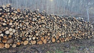Buzău: Direcția Sivică estimează că vinde 31.000 de mc de lemn de foc; cantitatea poate fi suplimentată până la 46.000 de mc