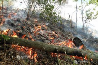 Suceava: Incendiu de pădure pe raza localității Marginea