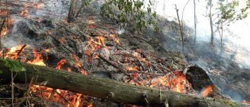 Suceava: Incendiu de pădure pe raza localității Marginea