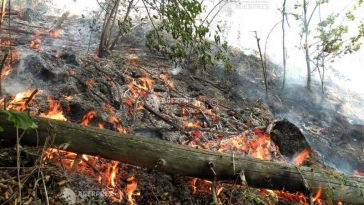 Suceava: Incendiu de pădure pe raza localității Marginea