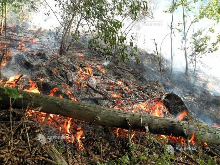Suceava: Incendiu de pădure pe raza localității Marginea