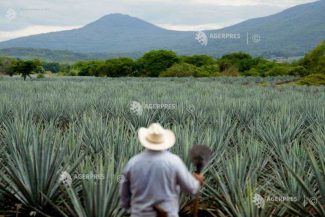Unii viticultori din California se gândesc să înlocuiască vița de vie cu agave