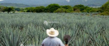 Unii viticultori din California se gândesc să înlocuiască vița de vie cu agave