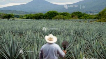 Unii viticultori din California se gândesc să înlocuiască vița de vie cu agave