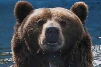 O femeie din Rusia, amendată după ce și-a speriat vecinii cu o fotografie cu un urs generată de IA