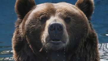 O femeie din Rusia, amendată după ce și-a speriat vecinii cu o fotografie cu un urs generată de IA
