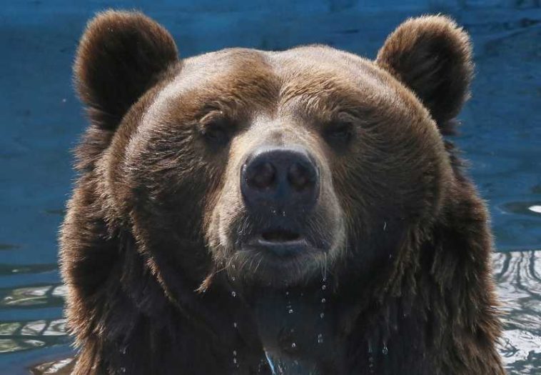 O femeie din Rusia, amendată după ce și-a speriat vecinii cu o fotografie cu un urs generată de IA