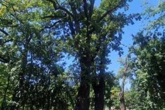 Timiș/Cei mai vechi arbori din Timișoara – stejari plantați în 1850 și un Ginkgo Biloba de 120 de ani