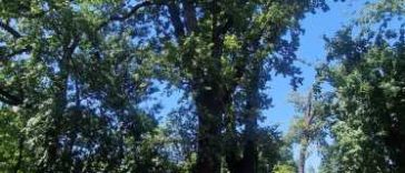 Timiș/Cei mai vechi arbori din Timișoara – stejari plantați în 1850 și un Ginkgo Biloba de 120 de ani