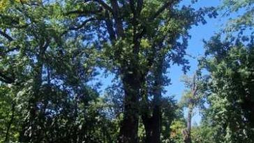 Timiș/Cei mai vechi arbori din Timișoara – stejari plantați în 1850 și un Ginkgo Biloba de 120 de ani