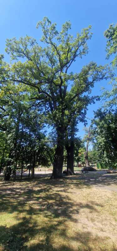 Timiș/Cei mai vechi arbori din Timișoara – stejari plantați în 1850 și un Ginkgo Biloba de 120 de ani