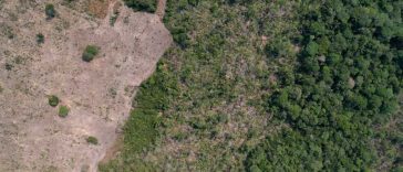 Defrișările din Amazonia braziliană, la cel mai scăzut nivel din ultimii aproape 40 de ani