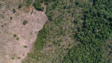 Defrișările din Amazonia braziliană, la cel mai scăzut nivel din ultimii aproape 40 de ani