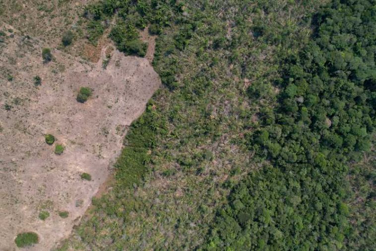 Defrișările din Amazonia braziliană, la cel mai scăzut nivel din ultimii aproape 40 de ani