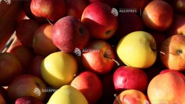Consumul de fructe, asociat cu scăderea riscului de depresie și de anxietate la adolescenți (studiu)