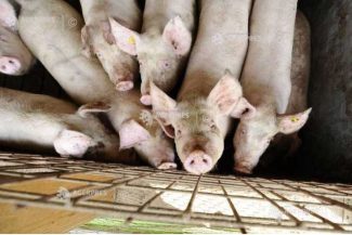 Arad: Două transporturi ilegale de porci proveniți din Ungaria, oprite de autorități