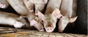 Arad: Două transporturi ilegale de porci proveniți din Ungaria, oprite de autorități