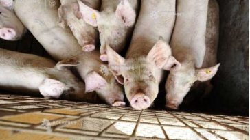 Arad: Două transporturi ilegale de porci proveniți din Ungaria, oprite de autorități