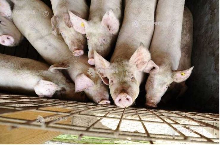 Arad: Două transporturi ilegale de porci proveniți din Ungaria, oprite de autorități