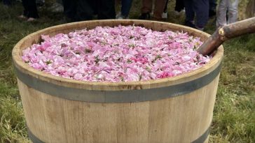 BTA: Bulgaria a obținut sprijin pentru cultivarea trandafirilor și solicită prelungirea ajutorului național tranzitoriu și după 2027