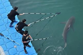 Un rechin devenit celebru în Coreea de Sud, ”Bukhangi”, refuză să plece dintr-un canal, la Busan, după patru încercări de evacuare