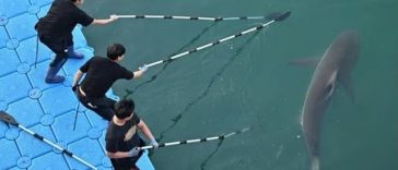 Un rechin devenit celebru în Coreea de Sud, ”Bukhangi”, refuză să plece dintr-un canal, la Busan, după patru încercări de evacuare