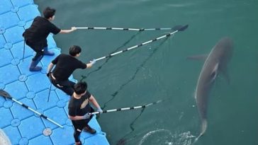 Un rechin devenit celebru în Coreea de Sud, ”Bukhangi”, refuză să plece dintr-un canal, la Busan, după patru încercări de evacuare