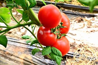 AAC: România riscă o reducere a finanțării pentru agricultură de peste 5,1 miliarde de euro, în următorul exercițiu financiar