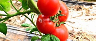 AAC: România riscă o reducere a finanțării pentru agricultură de peste 5,1 miliarde de euro, în următorul exercițiu financiar
