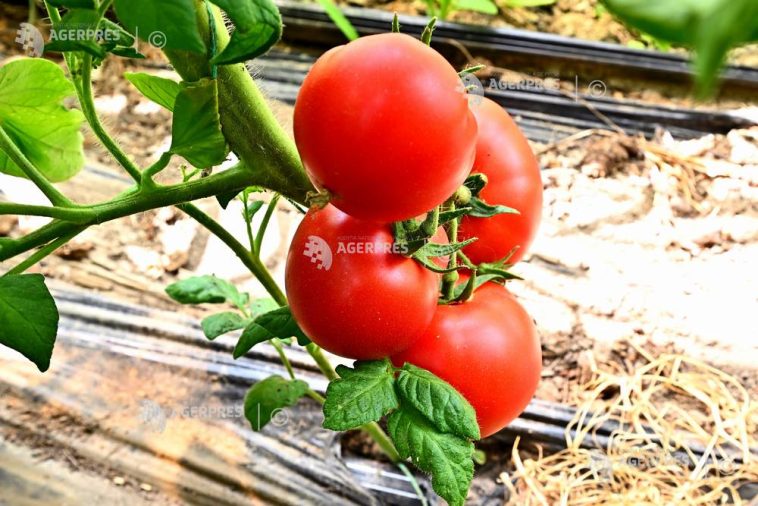 AAC: România riscă o reducere a finanțării pentru agricultură de peste 5,1 miliarde de euro, în următorul exercițiu financiar