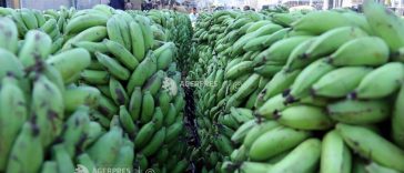 Directorul Chiquita avertizează că aprovizionarea cu banane ieftine este în pericol din cauza fenomenului El Nino și a războaielor