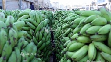 Directorul Chiquita avertizează că aprovizionarea cu banane ieftine este în pericol din cauza fenomenului El Nino și a războaielor