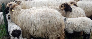 Comisia Europeană: România ar putea primi 1,1 milioane de doze de vaccin pentru ovine și caprine pe 24 octombrie