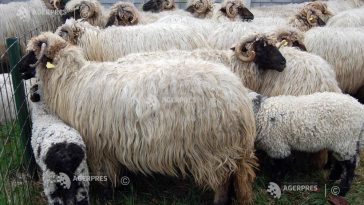 Comisia Europeană: România ar putea primi 1,1 milioane de doze de vaccin pentru ovine și caprine pe 24 octombrie