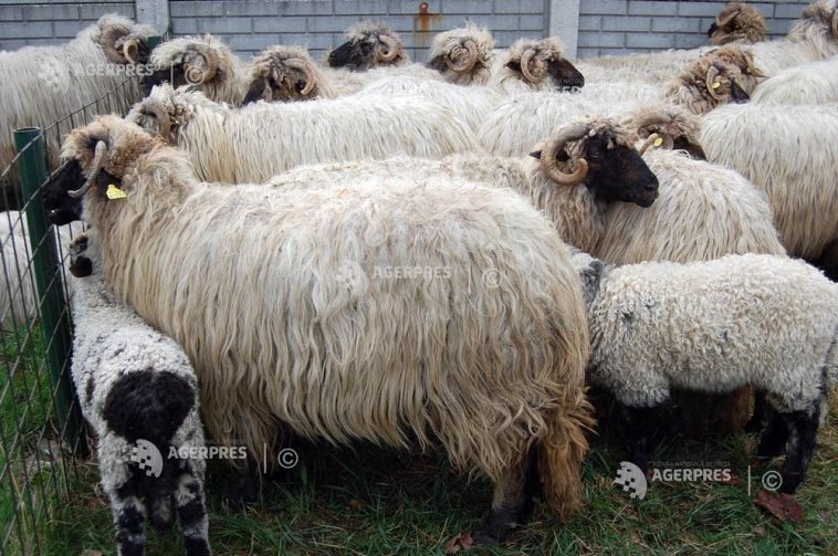Comisia Europeană: România ar putea primi 1,1 milioane de doze de vaccin pentru ovine și caprine pe 24 octombrie