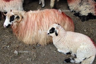 ANSVSA pregătește reluarea exporturilor de ovine către Libia