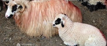 ANSVSA pregătește reluarea exporturilor de ovine către Libia