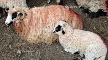 ANSVSA pregătește reluarea exporturilor de ovine către Libia