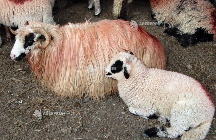 ANSVSA pregătește reluarea exporturilor de ovine către Libia