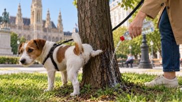 Veniţi cu o sticlă! Proprietarii de câini din Viena sunt rugaţi să clătească urina animalelor de pe copaci, pentru a împiedica corodarea scoarţei